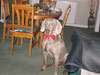 Tommy in party mood