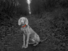 Vale Woodland Walk
