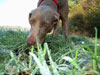 Willow -  frosty walk