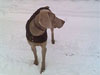 Wurzel the snow dog