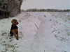 Wurzel's admires his handywork