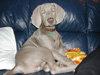 Zeus - First Christmas 2006