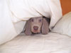 Zac - This is my bed