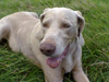 Zak Lizzie x Varstock Voyager of Roxberg