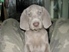 Zeus Oakmoreton Sylvan Shadow x Ch & Ish Ch Enryb Christmas Party