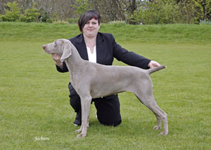 Showing weimaraners