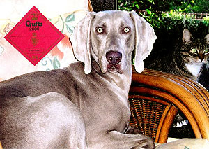 Showing weimaraners