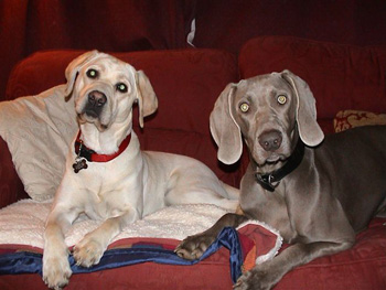 Oakmoreton Weimaraners