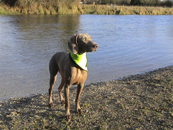 Oakmoreton Weimaraners