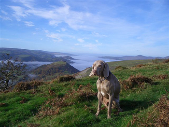 Oakmoreton Weimaraners