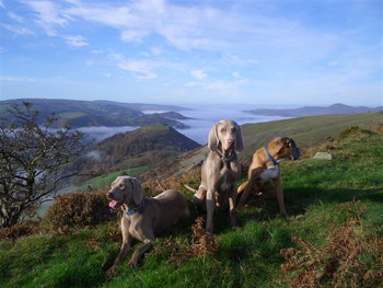 Oakmoreton Weimaraners