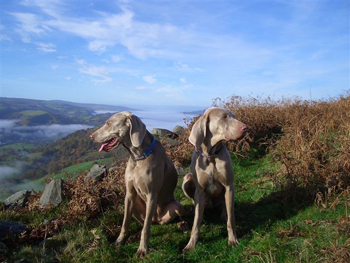 Oakmoreton Weimaraners