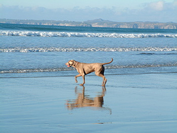 Oakmoreton Weimaraners