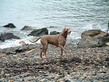 Oakmoreton Weimaraners