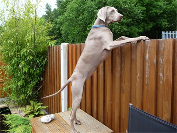 Oakmoreton Weimaraners