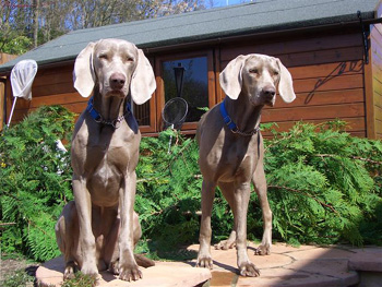 Jasper and Chloe enjoying a day out