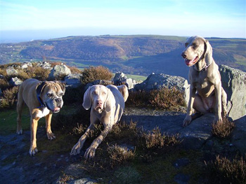 Jasper and Chloe enjoying a day out