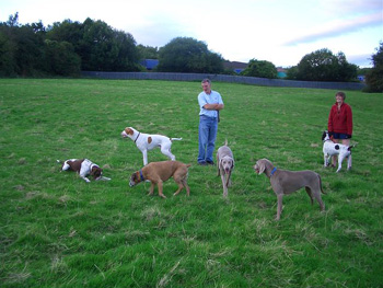 Oakmoreton Weimaraners