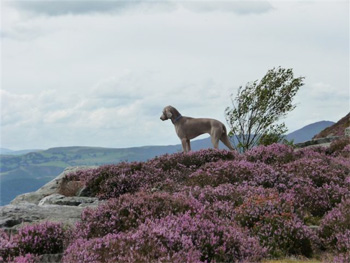 Oakmoreton Weimaraners