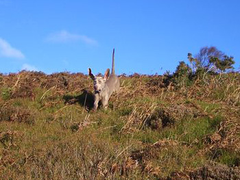 Oakmoreton Weimaraners