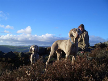 Oakmoreton Weimaraners