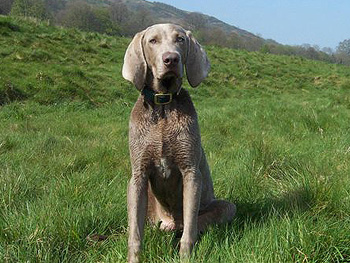 Dudley at 8 months