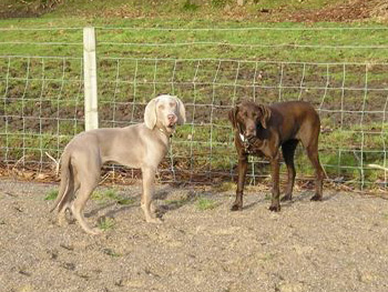 Oakmoreton Weimaraners