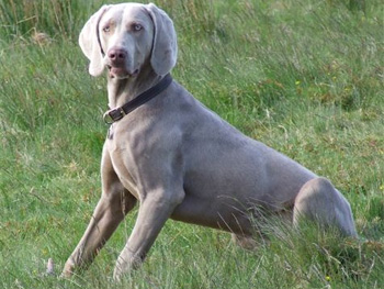 Oakmoreton Weimaraners