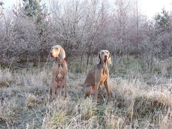 Oakmoreton Weimaraners