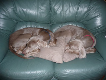 Oakmoreton Weimaraners