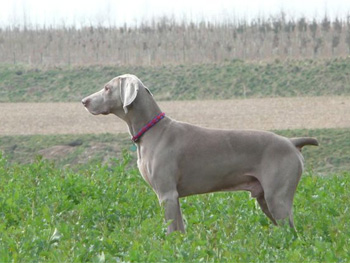 Oakmoreton Weimaraners