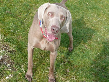 Oakmoreton Weimaraners