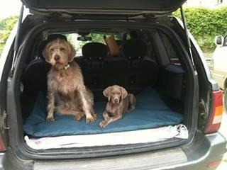 Oakmoreton Weimaraners