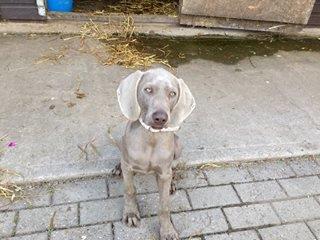 Oakmoreton Weimaraners