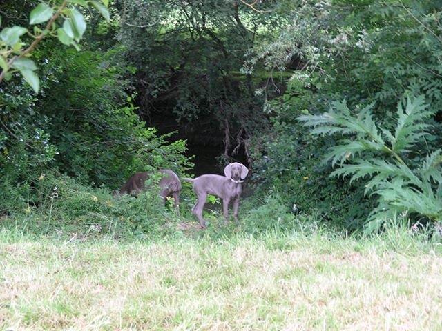 Oakmoreton Weimaraners