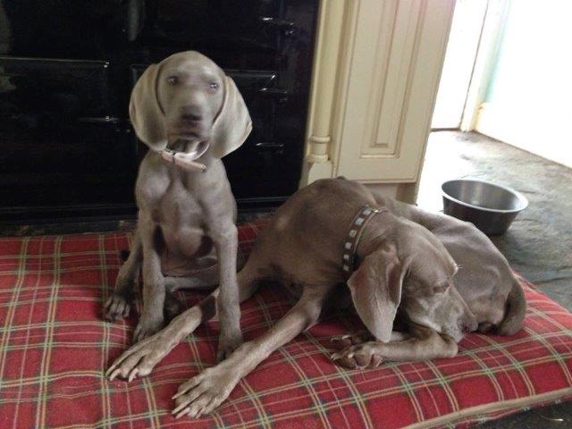 Oakmoreton Weimaraners