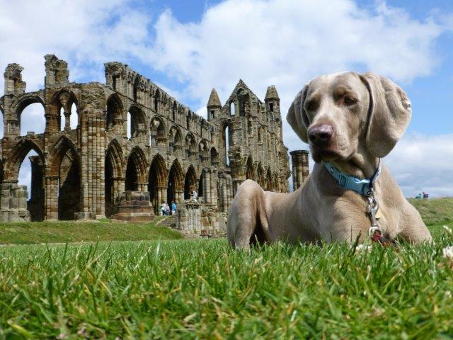 Oakmoreton Weimaraners