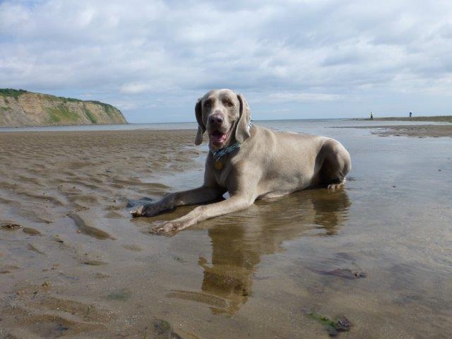 Oakmoreton Weimaraners