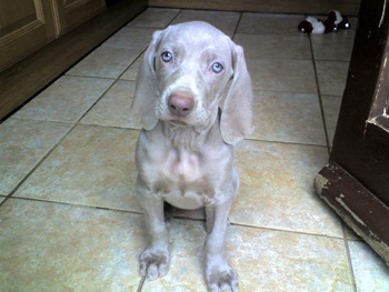 Oakmoreton Weimaraners