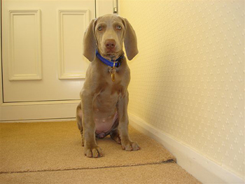 Oakmoreton Weimaraners