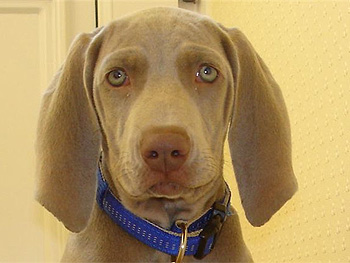 Oakmoreton Weimaraners