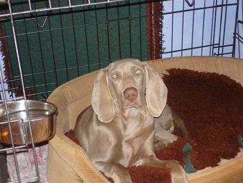 Oakmoreton Weimaraners