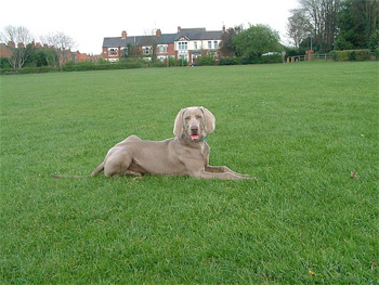 Oakmoreton Weimaraners