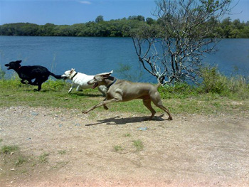 Dog Safari in Australia