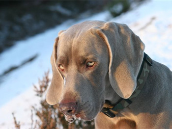 Oakmoreton Weimaraners