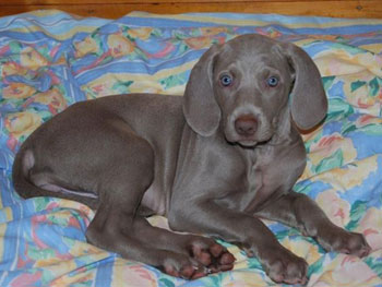 Oakmoreton Weimaraners