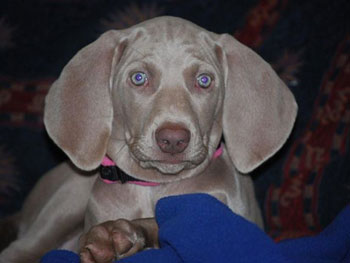 Oakmoreton Weimaraners