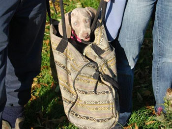 Oakmoreton Weimaraners