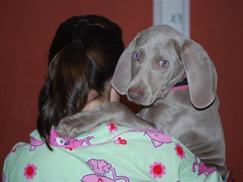 Oakmoreton Weimaraners