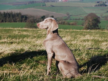 Oakmoreton Weimaraners